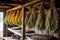 close-up of drying rosemary bundles in a rustic shed