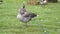 Close up of duck bird standing on one leg in grass