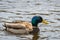 Close up of a duck drake swimming in the water of a lake with shimmering colorful shiny plumage, Germany