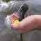 Close up of a duck eating corn from a hand