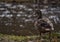 close-up of duck perching on field