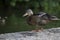 Close up of a duck standing on the shore.