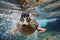 Close up of duck swimming underwater