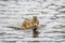 Close up of duck swimming in water of lake with shimmering colorful shiny plumage, Germany