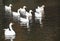 Close-up of ducks and geese swim and play together in the lake in late autumn.