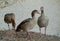 Close up of ducks on the waterfront - migratory birds