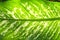 Close up dumb cane green leaves ,texture nature background