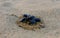 Close-up of a dung beetle group eating in the desert in India