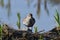 Close up of a Dunlin in breeding plumage