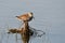 Close up of a Dunlin in breeding plumage