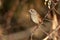 Close-up of a dunnock Prunella modularis