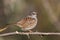 Close-up of a dunnock Prunella modularis