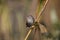 Close-up of a dunnock Prunella modularis