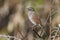 Close-up of a dunnock Prunella modularis