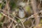 Close-up of a dunnock Prunella modularis