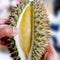Close-up Durian Monthong in my hand.