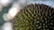 Close up durian texture background and wallpaper