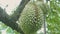 Close-up Of Durians fuit Growing On durian branch in the orchard.