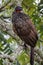 Close-up of a Dusky-legged, Serra da Mantiqueira, Atlantic Forest, Itatiaia,