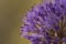 Close-up of Dutch onion (Allium hollandicum) purple flowers