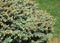 A close-up on a dwarf blue spruce, picea pungens nana, picea pungens globosa foliage in spring