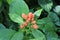 Close up of a Dwarf Cone Ginger Plant with Orange Flowers