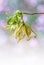 Close up of Dwarf ylang ylang flower, Cananga odorata var. fruticosa, Family Annonaceae with raindrop