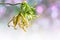 Close up of Dwarf ylang ylang flower, Cananga odorata var. fruticosa, Family Annonaceae with raindrop