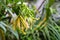 Close up of Dwarf ylang ylang flower, Cananga odorata var. fruticosa, Family Annonaceae with raindrop in natural light