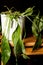 Close-up of dying dehydrated Peace Lilly house plant in pot