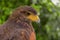 Close up of eagle, falcon, or hawk bird or dove standing isolated on nature tree background. Wild animal hunter