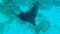 Close-up of Eagle Ray swym in the Ocean. Ocellated Eagle Ray Aetobatus ocellatus High-angle shot