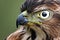 Close up, eagle's sharp eyes