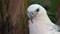 Close up eagle with sharp eye