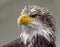 Close up of an eagle, yellow beak
