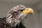 Close up of an eagle, yellow beak