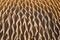 close-up of an eagles feathers showing intricate details