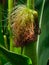 Close up of an ear of corn