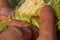 Close-up ear of corn with worm in farmer hands