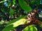 Close up of Ear-leaf Acacia Tree fruit and seeds (acacia auriculiformis).