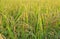 Close up of ear of paddy , yellow rice field in the early morning near harvest.