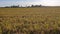 Close Up Ear of Rice in the Wind with Golden Yellow Color