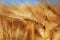 Close-up of ear of wheat