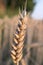 Close-up of an ear of wheat growing in an arable field