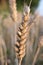 Close-up of an ear of wheat growing in an arable field