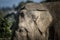 Close up of the ear and wrinkly skin of an elephant