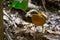 Close up of Eared Pitta (Pitta phayrei)