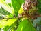 Close up of Earleaf Acacia Tree fruit and seeds