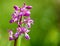 Close up of Early Purple Orchid - orchis Mascula - growing wild in countryside