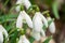 Close up of early spring open snowdrop cluster in a Scottish woodland